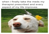 when i finally take the meds my therapist prescribed and every aspect of my life improves