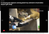 WORLD NEWS A real possum appears among plush toy animals in Australian airport gift shop MELISSA ODDIE 1 of 2 On shelves crammed with cuddly toy native animals in an Australian airport gift shop, one fluffy possum stood out: Its big brown eyes were moving.