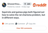 Showerthou... + Join reddit Posted by csanyk 8 days ago • Squirrels and guinea pigs both figured out how to solve the rat charisma problem, but in different ways. 3.4K upvotes Comment Copy link View 160 comments
