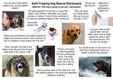 "Our vet hasn't been able to assess Coco, but she appears healthy." Guilt-Tripping Dog Rescue Starterpack (AKA the "this dog is going to eat you" starterpack) The ideal placement for the dog is a home that doesn't have children, other pets, loud noises, vehicles, or visitors. If one of those conditions is not met and something happens, they warned you Discounted adoption fee "Human and dog reactive" "Toby just needs his miracle family that can bring out the best in him!" Referring to behavioral euthanasia as "death row" "Diesel was surrendered to the shelter because he lunged at his previous owner's child. However, he did not manage to make contact with the child." "Rocko has been returned to the shelter twice. We just think he hasn't been given a fair chance in life." "Trixie is very prone to resource guarding and has a strong prey drive. The owner must not be in the same room with her when she is eating." Ends up putting some of the nicest and most well-meaning people in the world into potentially dangerous situations "Luna got a little excited playing fetch with her foster owner, and her teeth grazed the owner's hand and broke the skin. She can be a bit mouthy." "It's not the breed, it's the owner" but then they misrepresent higher-risk breeds to get the dogs adopted