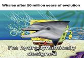 Whales after 50 million years of evolution I'm hydrodynamically designed