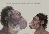 <sexual dimorphism in Australopithecus afarensis > ко @Kotouta_Sigel 우