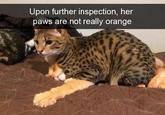 Upon further inspection, her paws are not really orange