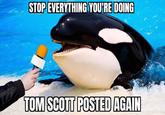 STOP EVERYTHING YOU'RE DOING TOM SCOTT POSTED AGAIN