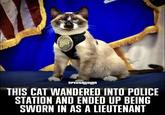 SPECTACULAR THIS CAT WANDERED INTO POLICE STATION AND ENDED UP BEING SWORN IN AS A LIEUTENANT