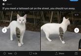 < 1 Award If you meet a tattooed cat on the street, you should run away. Vote 4.2k ↑ Share +B > 1/2