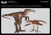 Tr33cat @SrTreecat Velociraptor's tall, lanky, and bald friend X.com