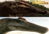 WH WALKING DINOSAURS THE DINOSAURS