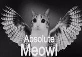 Absolute Meowl