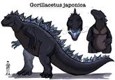Gorillacetus japonica