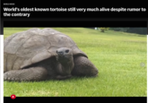 WORLD NEWS World's oldest known tortoise still very much alive despite rumor to the contrary