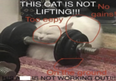 THIS CAT IS NOT No LIFTING!!! Too eepy gains K On the grounds HIS A IS NOT WORKING OUT!!!