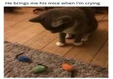 He brings me his mice when I'm crying