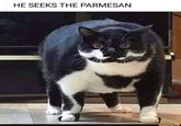 HE SEEKS THE PARMESAN ifunny.co
