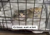 Crime: eat a lot