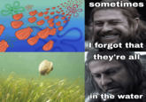 sometimes I forgot that they're all in the water