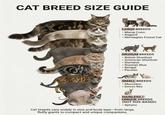 CAT BREED SIZE GUIDE LARGE BREEDS Maine C • Ragdoll Norwegian Forest Cat MEDIUM BREEDS • British Shorthair American Shorthair • Siamese Russian Blue ⚫ Bengal Persian SMALL BREEDS Munchkin ⚫ Devon Rex HAIRLESS / UNIQUE BREEDS (NOT SIZE-BASED) • Sphynx Cat breeds vary widely in size and body type-from large, fluffy giants to compact and unique companions.