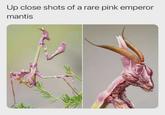 Up close shots of a rare pink emperor mantis this