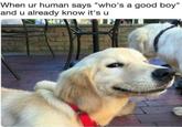 When ur human says "who's a good boy" and u already know it's u