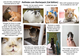 Lamp and Sofa, a bonded pair Petfinder.com Starterpack (Cat Edition) "B38 is NOT socialized and should discovered behind an IKEA Thimble, who has recently started A patient hat-wearer a weight-loss journey only be adopted as a barn cat" "Whopper No Onions is a sweet, gentle 22-year-old purebred surrender. She has kidney disease, hip dysplasia, and needs her folds cleaned three times a day. We will not adopt out to a house that doesn't have a screened-in yard at least a half-acre in size." "Fernando is a stately gentleman who prefers skinless sardines and listening to ABBA" "Aphrodite is an outspoken cat with a big personality. She loves to have things her way, and will make herself the queen of your house. She would prefer to be an only cat" "This is Kotex, he's going to be humanely put down in 24 hours if he can't find his forever home"