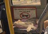 at A NO ANIMALS ALLOWED ON THE BUS