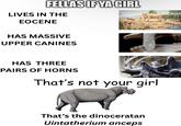 FELLAS IF YA GIRL LIVES IN THE EOCENE HAS MASSIVE UPPER CANINES HAS THREE PAIRS OF HORNS That's not your girl That's the dinoceratan Uintatherium anceps