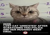 0- -2 5- 10 VIRAL LOST CAT 'ARRESTED' AFTER SCRATCHING THAI POLICE AND HER MUGSHOT WENT VIRAL The TINDER BLOG