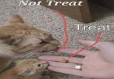Not Treat Treat