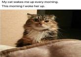 My cat wakes me up every morning. This morning I woke her up.