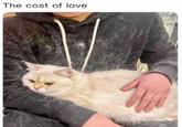 The cost of love