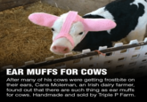 EAR MUFFS FOR COWS After many of his cows were getting frostbite on their ears, Cans Moleman, an Irish dairy farmer, found out that there are such thing as ear muffs for cows. Handmade and sold by Triple P Farm.