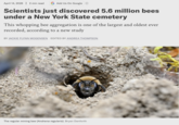 April 14, 2026 | 2 min read Add Us On Google ① Scientists just discovered 5.6 million bees under a New York State cemetery This whopping bee aggregation is one of the largest and oldest ever recorded, according to a new study BY JACKIE FLYNN MOGENSEN EDITED BY ANDREA THOMPSON The regular mining bee (Andrena regularis). Bryan Danforth