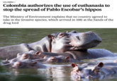 COLOMBIA > Colombia authorizes the use of euthanasia to stop the spread of Pablo Escobar's hippos The Ministry of Environment explains that no country agreed to take in the invasive species, which arrived in 1981 at the hands of the drug lord