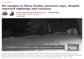 ENVIRONMENT No cougars in Nova Scotia, province says, despite reported sightings and rumours By Ella Macdonald & Rebecca Lau • Global News Posted April 9, 2026 6:31 pm 4 min read Evidence of eastern cougar population debated Global NEWS A suspected cougar sighting is reigniting online debate about the existence of the animal in Nova Scotia. Despite Parks Canada evidence pointing to their presence in New Brunswick, biologists say the Nova Scotia government still won't say they are here. Ella Macdonald reports - Apr 9, 2026