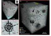 C(i) C(iii) 1 mm minicore C(ii) 100 μm Phases Pyritic Calcareous Siliceous Bituminous & porous 200 μm