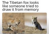 The Tibetan fox looks like someone tried to draw it from memory