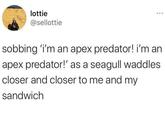lottie @sellottie sobbing 'i'm an apex predator! i'm an apex predator!' as a seagull waddles closer and closer to me and my sandwich