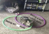 Being a soft cuddly baby Cats Being an hole