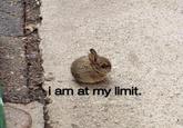 am at my limit.