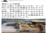@MazeranPickman 蒲田くんの飼育 まだ上陸して間もないため、 ケージ 内に大きめの水容器を入れたテラリ ウム、あるいはアクアテラリウムで 飼育。立体活動はしないので止まり 木などはいりませんが、 立ち上がる ときの支えになるような構造物を入 れた方が良いでしょう。