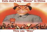 Cats don't say "Meow" in China 毛主席 万无破 They say "Mao" LONG LIVE QAIDAN MAD