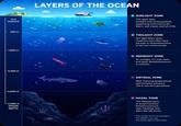 0m SURFACE 200 m LAYERS OF THE OCEAN SUNLIGHT ZONE The upper layer. Sunlight fuels photosynthesis, supporting most marine life. Warm, well-mixed, and full of life. 1,000 m TWILIGHT ZONE Dim light filters down. Creatures here often have big eyes or bioluminescence to see and communicate. 4,000 m 6,000 m MIDNIGHT ZONE No sunlight. It's cold, dark, and quiet. Bioluminescence is common. ABYSSAL ZONE Near-freezing temperatures and immense pressure. Life is rare and specialized. - 11,000 m OCEAN DEPTH OHADAL ZONE The deepest parts, in ocean trenches. Extreme pressure, near-freezing, and alien-like life forms. The ocean is full of wonders- the deeper you go, the more alien it becomes.