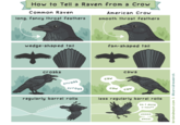How to Tell a Raven from a Crow Common Raven American Crow long, fancy throat feathers smooth throat feathers wedge-shaped tail fan-shaped tail croaks crroak caw caws crroak regularly barrel rolls WHOOOOOSHH caw caw less regularly barrel rolls Am I doing it now?? Ummmm almost birdandmoon.com & @corvidresearch
