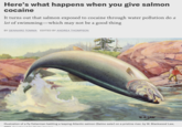 Here's what happens when you give salmon cocaine It turns out that salmon exposed to cocaine through water pollution do a lot of swimming—which may not be a good thing BY GENNARO TOMMA EDITED BY ANDREA THOMPSON W.6.LAW Illustration of a fly fisherman battling a leaping Atlantic salmon (Salmo salar) on a pristine river, by W. Blackwood Law, 1950 GraphicsArtic/Cotty. Imede