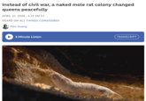 Instead of civil war, a naked mole rat colony changed queens peacefully APRIL 21, 2026 4:12 PM ET HEARD ON ALL THINGS CONSIDERED Pien Huang 3-Minute Listen TRANSCRIPT