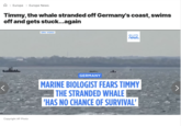 > Europe > Europe News Timmy, the whale stranded off Germany's coast, swims off and gets stuck...again Copyright AP Photo DPA VIDEO euro news. GERMANY MARINE BIOLOGIST FEARS TIMMY THE STRANDED WHALE 'HAS NO CHANCE OF SURVIVAL'