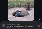 keepityuvi 4d • Bro got a survival instinct of a pigeon Reply 101K