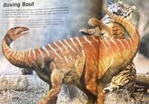 Boxing Bout Out of the thickets comes a young Plateosaurus, reaching around for twigs and needles on the forest floor. Suddenly it is attacked by a tiger-such a big animal would be a tempting meal to the modern meat-eater. The Plateosaurus isn't as slow as its bulk might suggest, it whips its tail around and knocks the tiger off its feet. Plateurs was well-used to the sparse vegetation of the Triassic landscape. In Platrosaur own time the meat-eaters were small but active theropods. Despite the big claw on its forefect, it would not be well equipped to defend itself against the main meat-eaters of today