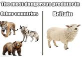 The most dangerous predator in Other countries Britain imgflip.com