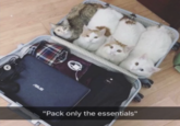 ASUS "Pack only the essentials"